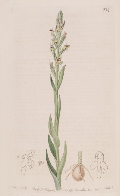 Illustration de Disa bracteata - Sydenham Teast Edwards